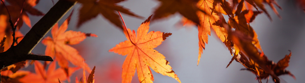 able-canopies-autumn-news-2016-banner