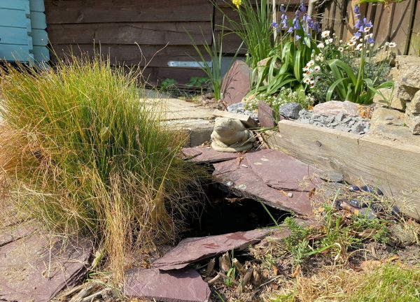 How to Make a Miniature Pond in Five Easy Steps