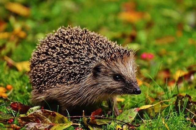 Nature Lessons for Home Learning – How to Build a Hedgehog Home