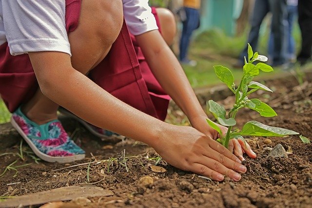 Free Trees for Your School Via the Queens Green Canopy