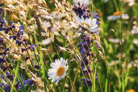 What Activities Could you Include at a Spring Fete?
