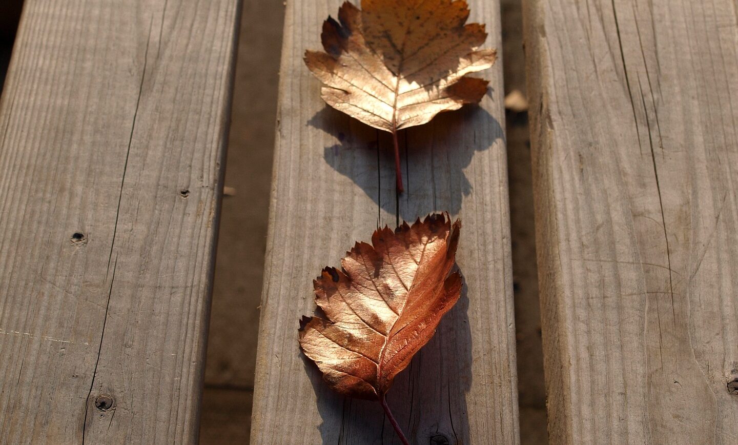 Incorporating Leaves into Lessons